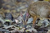 Lesser mouse deer undergrowth - Kinabalu Sabah Malaysia