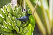 Starling on Bananas cluster - Kinabalu Sabah Malaysia