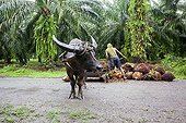Harvest the fruits of oil palm with Buffalo - Borneo 