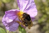 Corsican bumblebee on flower Rockrose - Corsica France 