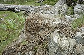 Pine processionary moth preparing to pupate on rock-Corsica 