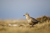 Eurasian Dotterel on grass - Great Orme  Conway Wales UK