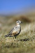 Eurasian Dotterel on grass - Great Orme  Conway Wales UK