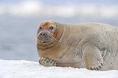Portrait of Bearded seal on ice - 	Barter Island Alaska USA 