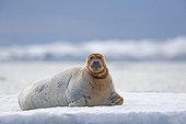 Bearded seal at rest on ice - Barter Island Alaska USA 