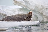 Bearded seal at rest on ice - Barter Island Alaska USA 