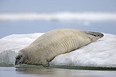 Bearded seal on ice - Barter Island Alaska USA 