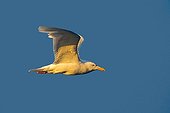 Glaucous Gull in flight - Barter Island Alaska USA 