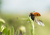 7 points ladybug flying flying away - France 