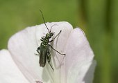 Thick-legged Flower Beetle on flower bindweed - France