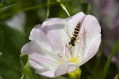 Hoverfly on flower bindweed - France