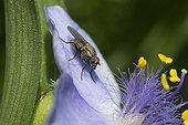 Fly regurgitating on flower Virginia spiderworts - France
