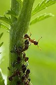 Ants dealing with aphids on a stem - France