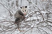 Virginia opossum in a Snowy Tree - Ohio USA