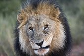 Portrait of Lion in Namibia