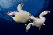 Green sea turtles under the surface - Canary islands