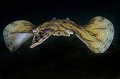 Undulate ray swimming at night in the Mediterranean sea