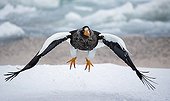 Steller's Eagle in flight in winter - Hokkaido Japan 