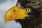Portrait of Steller's Eagle in winter - Hokkaido Japan 