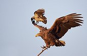 White-tailed sea eagle and Hooded Crow  - Norway