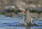 Water Rail snorting in water - Finland
