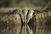 Banded mongooses drinking at a waterhole in Botswana