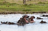 Hippopotamus in water - Khwai Okavango Delta Botswana