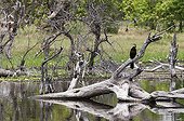 African darter on dead tree - Khwai Okavango Delta Botswana