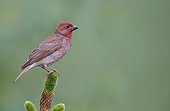 Common Rosefinch male on a branch - Finland