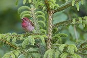 Common Rosefinch male on a branch - Finland