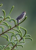 Grasshopper Warbler singing on a branch - Finland
