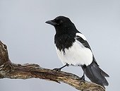 Eurasian Magpie on a branch - Norway