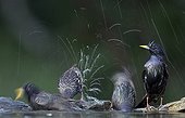 Common Starlings bathing - Hungary