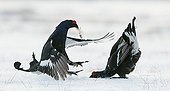 Black Grouse fighting in the snow - Finland