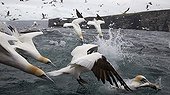 Northern Gannets diving - Shetland UK
