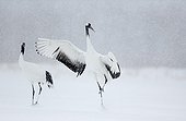 Red-crowned Cranes displaying  under the snow-Hokkaido Japan