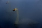 Whooper Swan in mist in winter - Hokkaido Japan