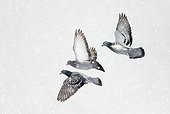 Feral Pigeon in flight under the snow - Hokkaido Japan