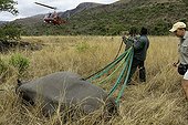 Airlift of a black rhinoceros between reserves in Namibia ; Black Rhinoceros being prepared for airlift by helicopter.<br>Capture officer Jed Bird supervising the airlift.
