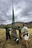 Airlift of a black rhinoceros between reserves -South Africa ; Black Rhinoceros being prepared for airlift by helicopter.<br>Capture officer Jed Bird supervising the airlift.