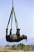 Airlift of a black rhinoceros between reserves -South Africa ; Transport aérien de Rhinocéros entre réserves-Afrique du Sud