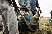 Transport of black rhinoceros between reserves -South Africa ; Black Rhinoceros being loaded into a crate for translocation.
