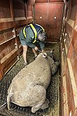 Transport of black rhinoceros between reserves -South Africa ; Black Rhinoceros being loaded into a crate for translocation.