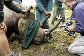 Rhinoceros being prepared with radio transmitter