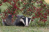 Badger under a hawthorn bush in summer GB