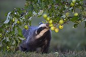 Badger eating crabapple in summer GB