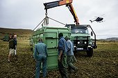 Reintroduction of black rhinoceros in a reserve-South Africa ; Black Rhinoceros being released into a protected area