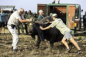 Reintroduction of black rhinoceros in a reserve-South Africa ; Black Rhinoceros being released into a protected area.<br>.Dr Jacques Flamand, assisting with the released rhino.