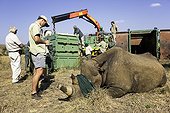 Reintroduction of black rhinoceros in a reserve-South Africa ; Black Rhinoceros being released into a protected area.<br>