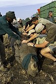 Reintroduction of black rhinoceros in a reserve-South Africa ; Black Rhinoceros being released into a protected area.<br>